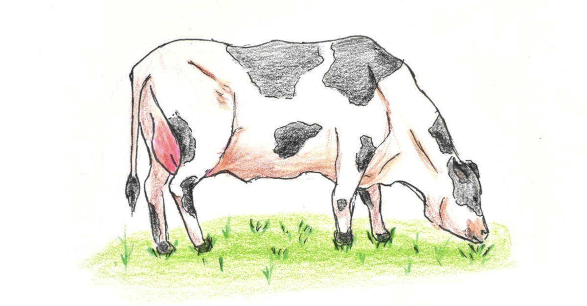 Cows farts suffocating the world